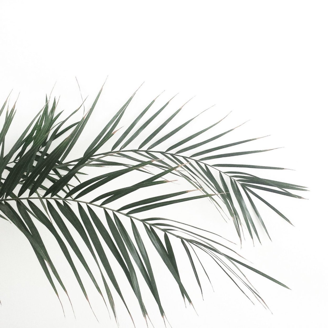 Тень от пальмы