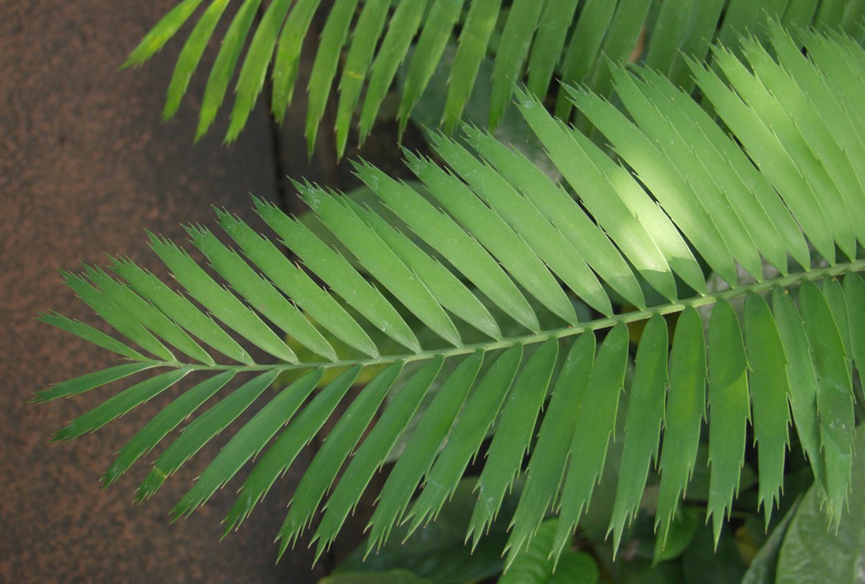 Тропические листья вытянутые