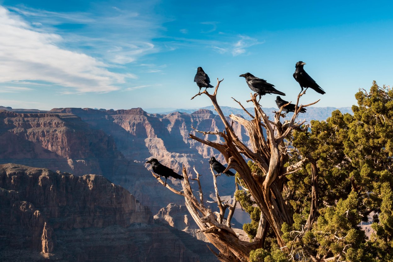 Птицы на дереве