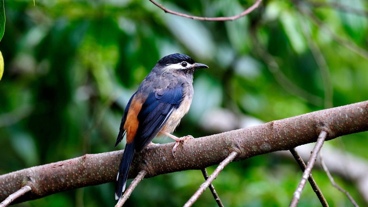 Птицы на дереве