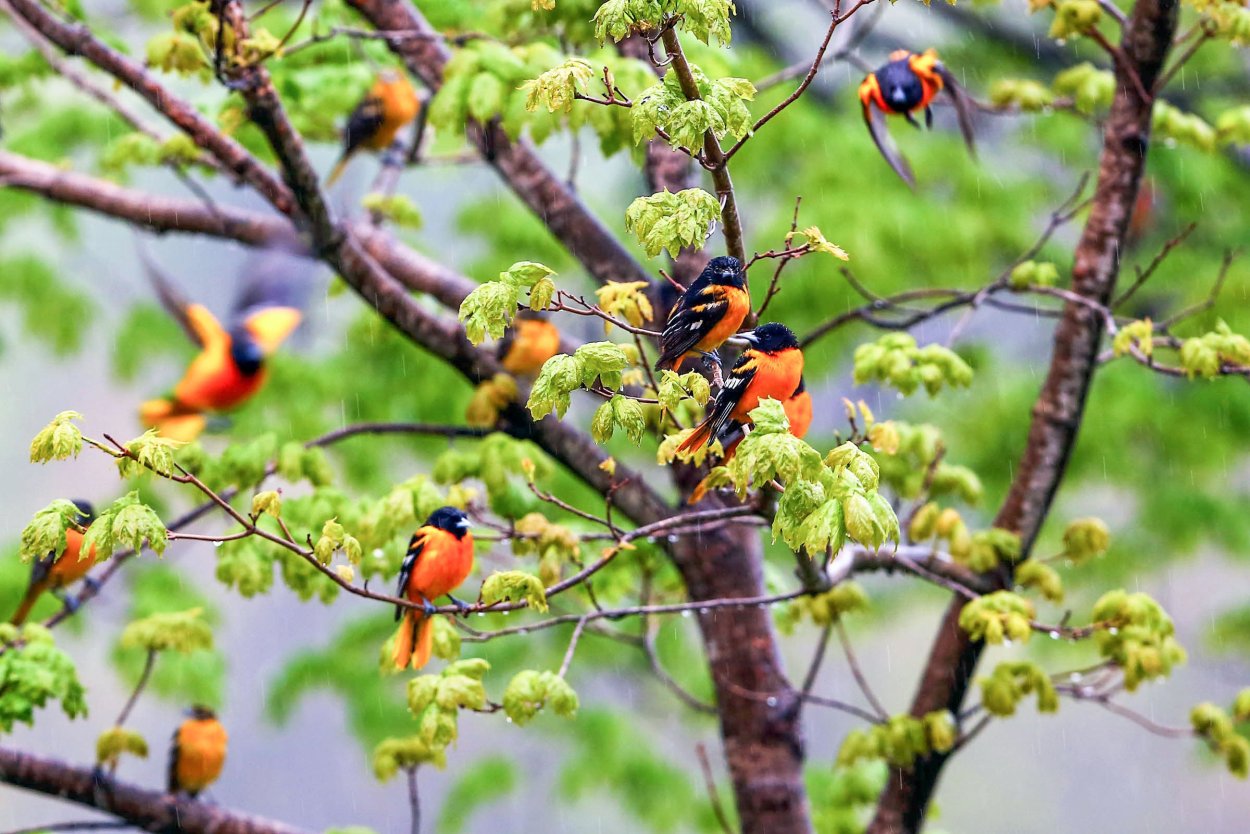 Ветка дерева с птичками
