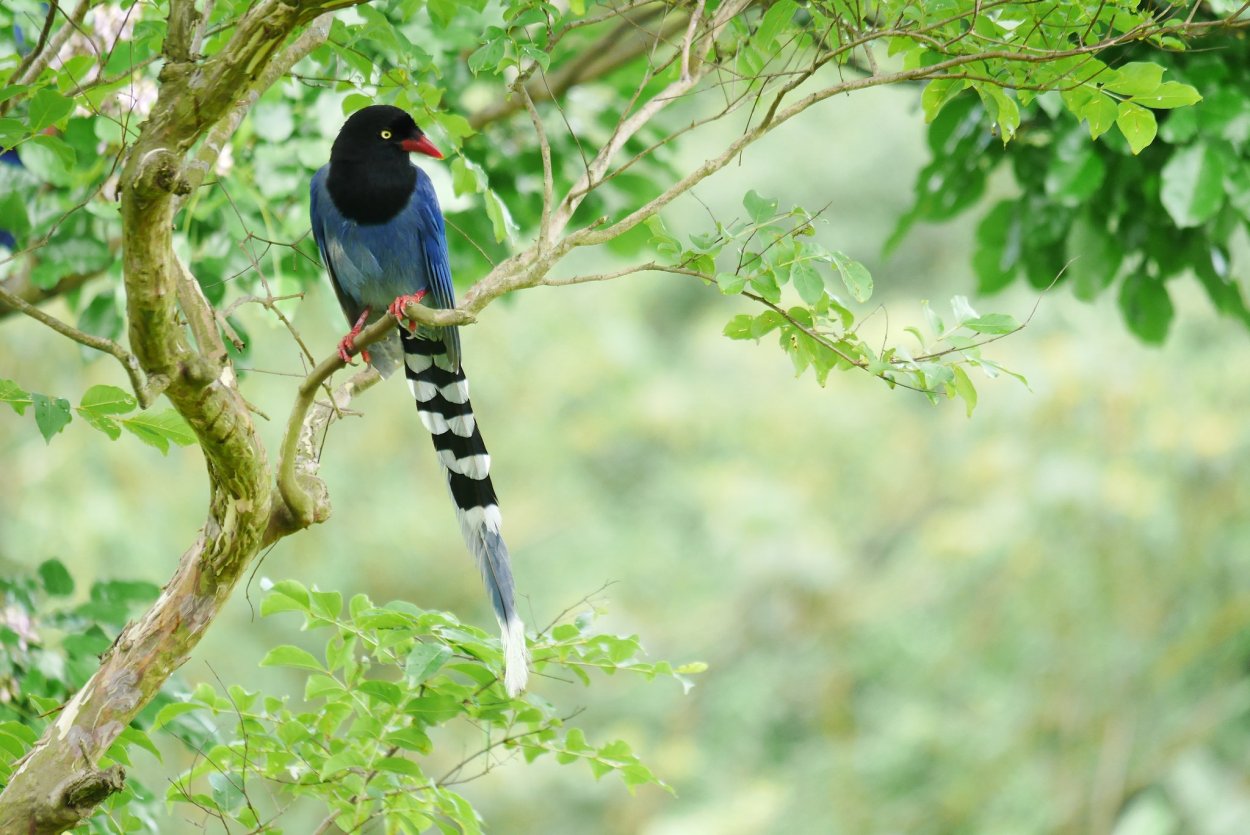 Птичка на дереве