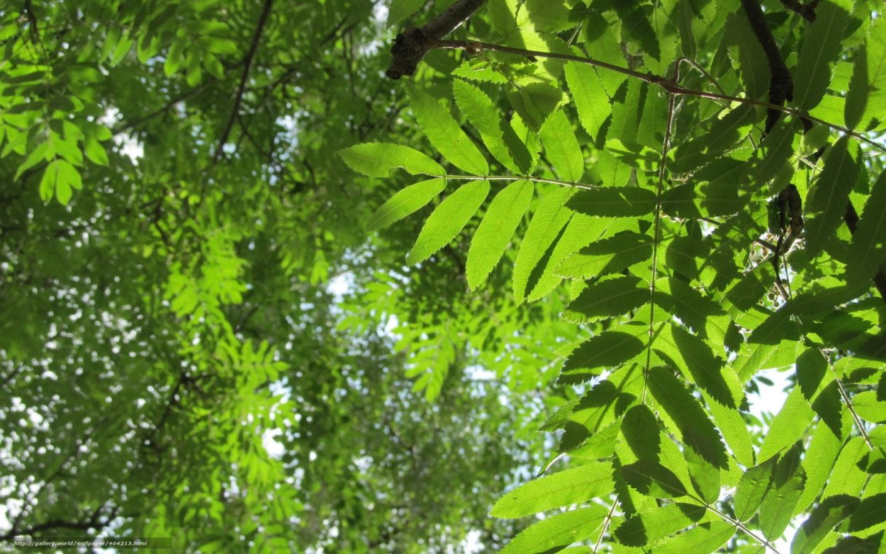 Листья деревьев