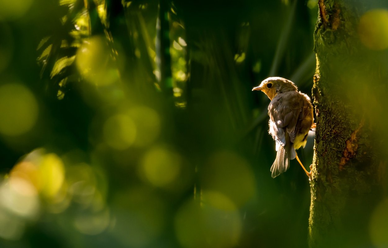 Природа птицы