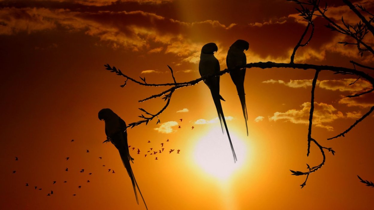 Закат солнца и птицы