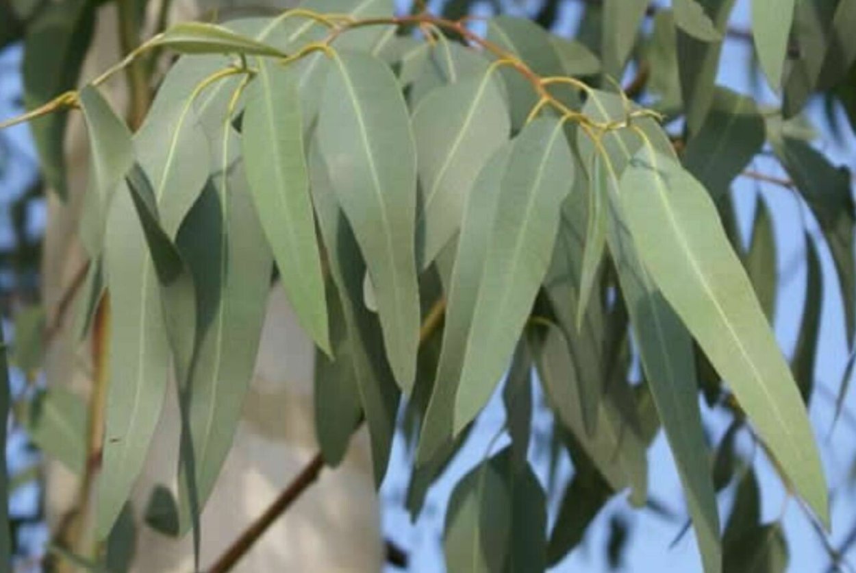 Эвкалипт миндалелистный