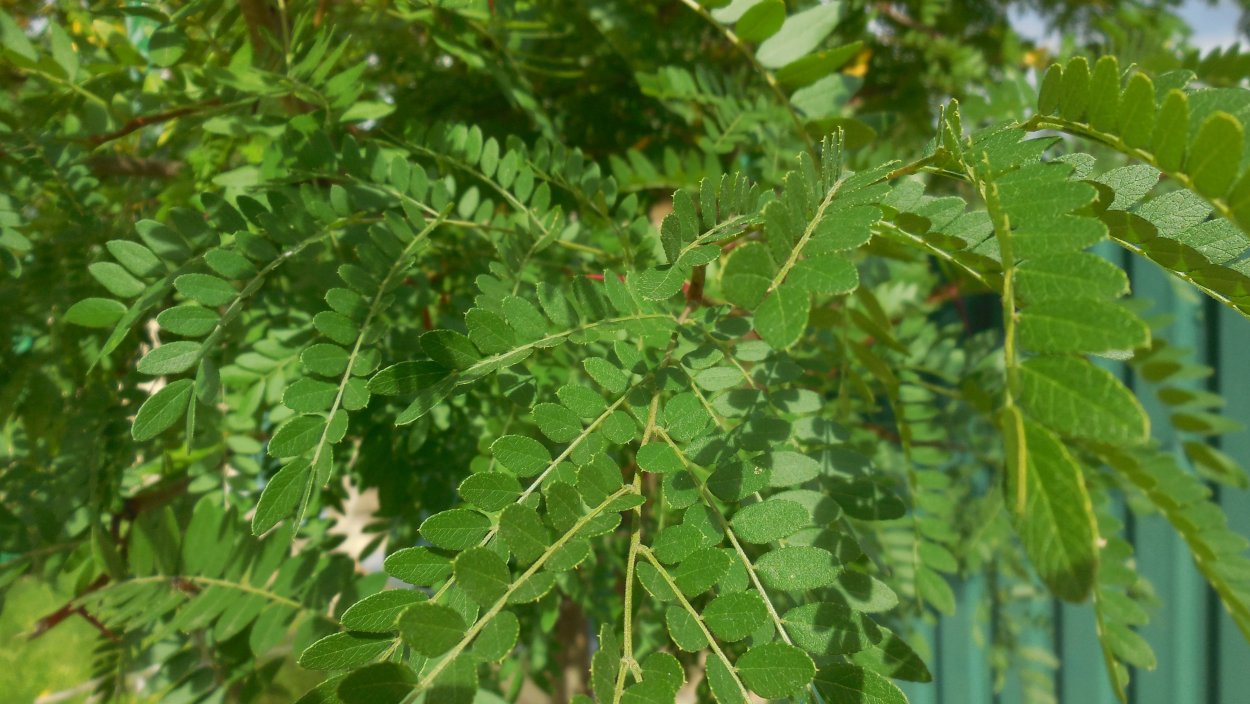 Акация двухжилковая