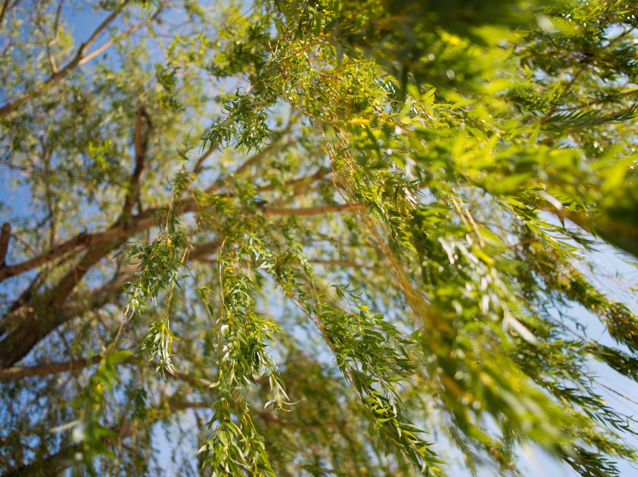 Верба дерево летом
