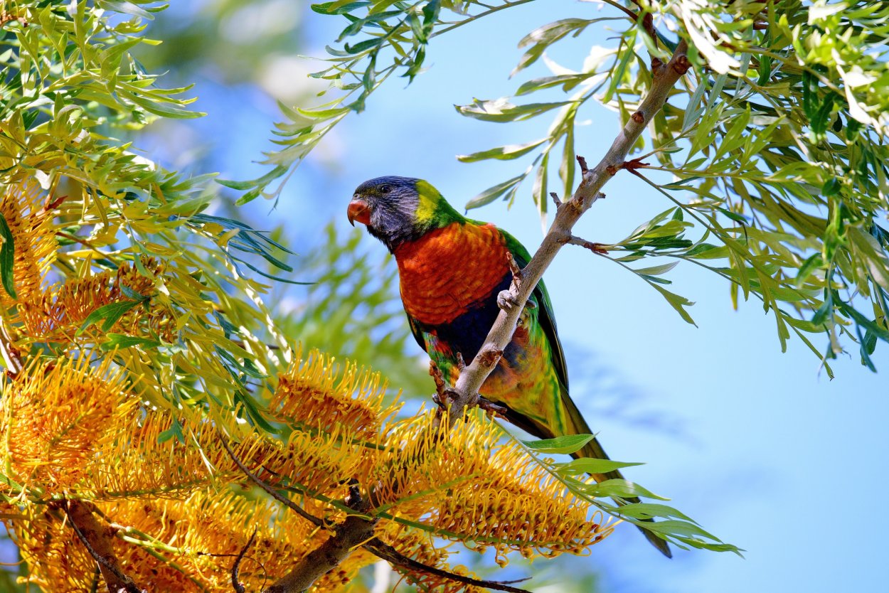 Красивые птицы на дереве