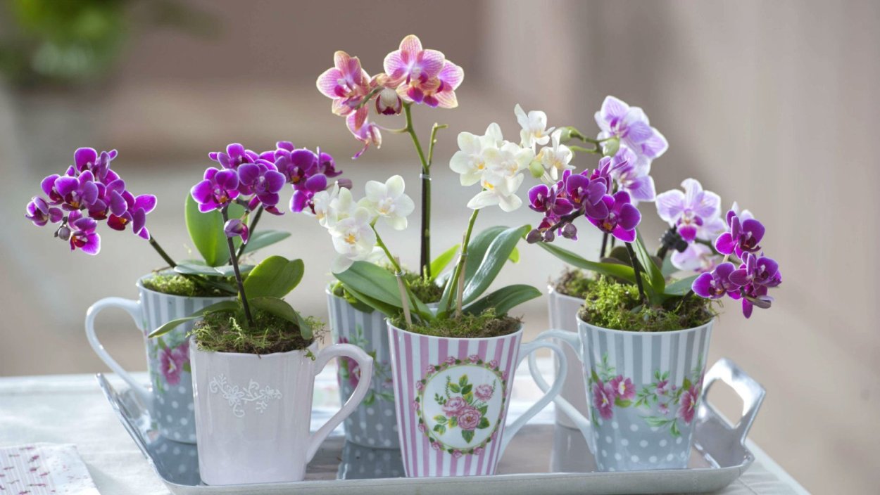 Мини фаленопсис little Lady