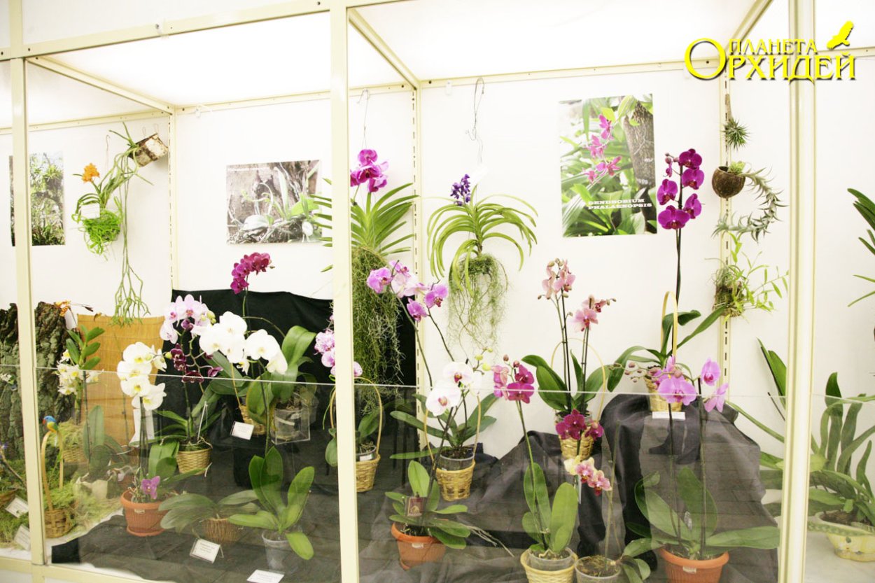 Фаленопсис Gestreept