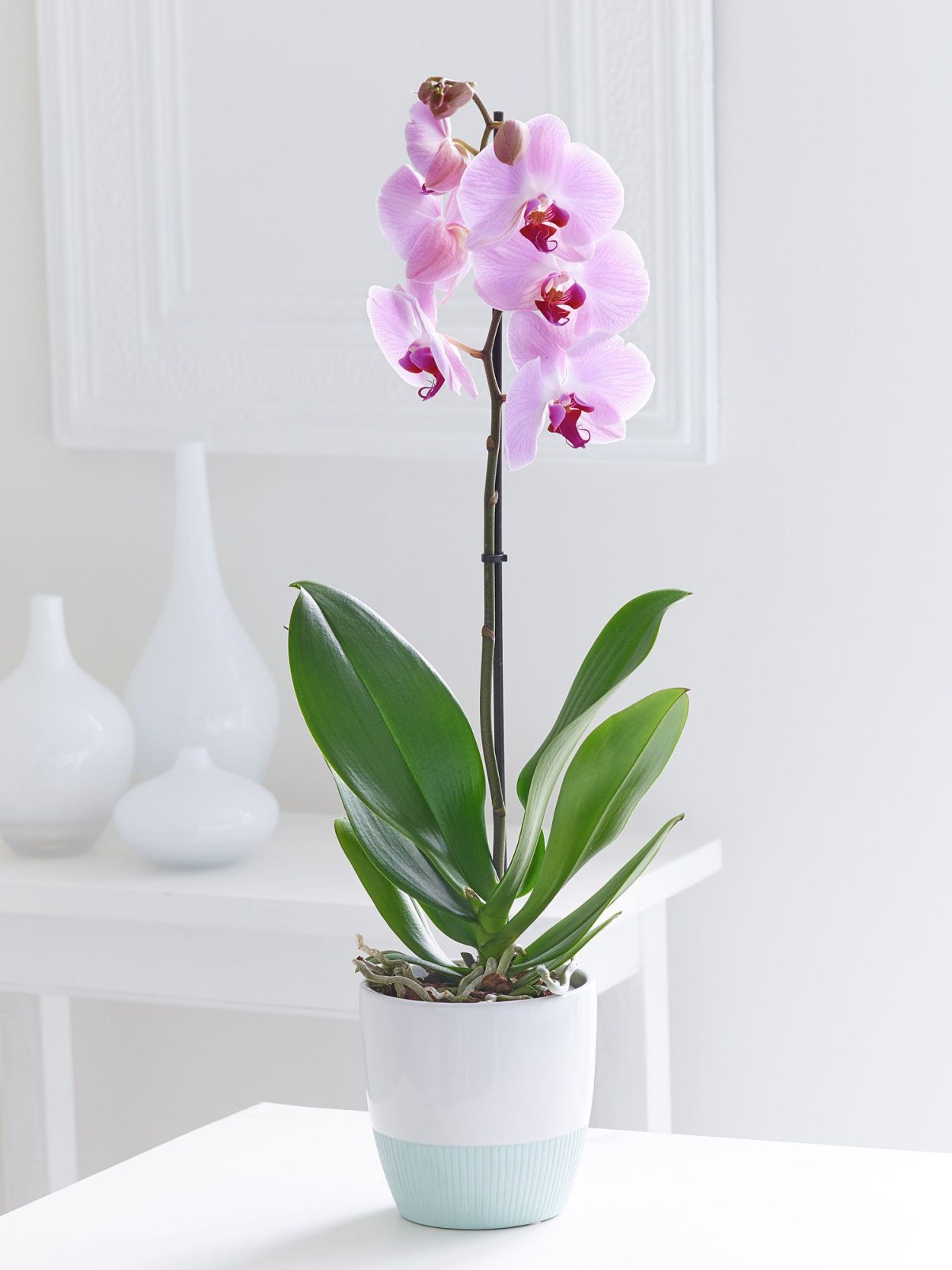 Фаленопсис Фловер Роуз