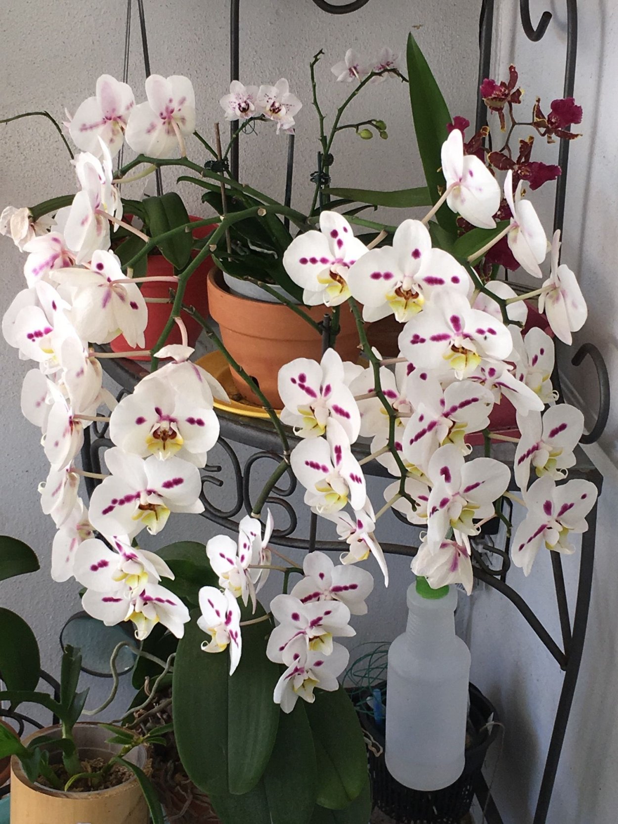 Домашняя коллекция орхидей