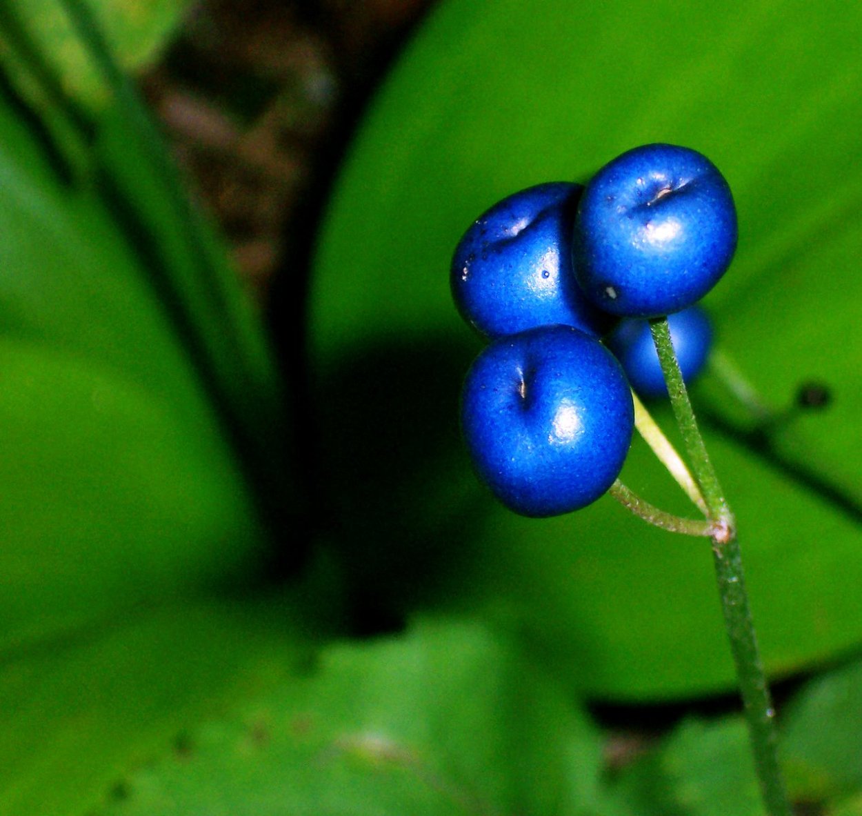 Ядовитые ягоды синего цвета