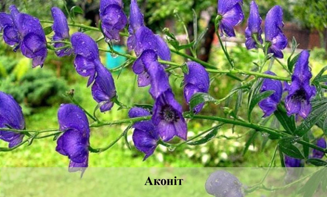 Аконит камень