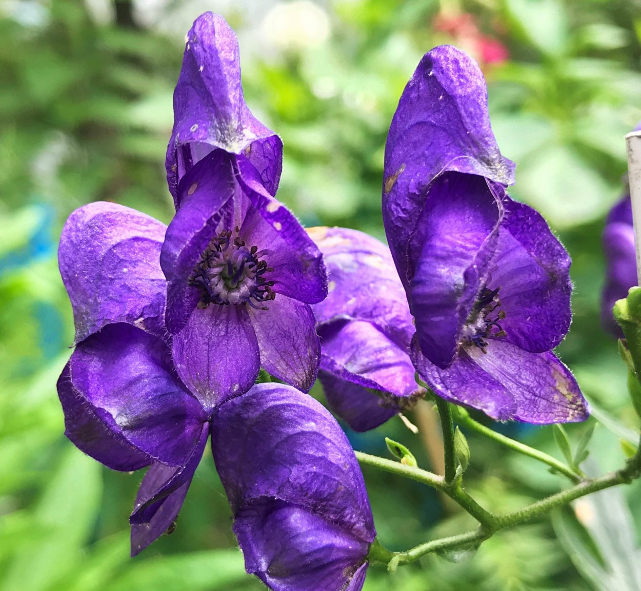 Лютик голубой