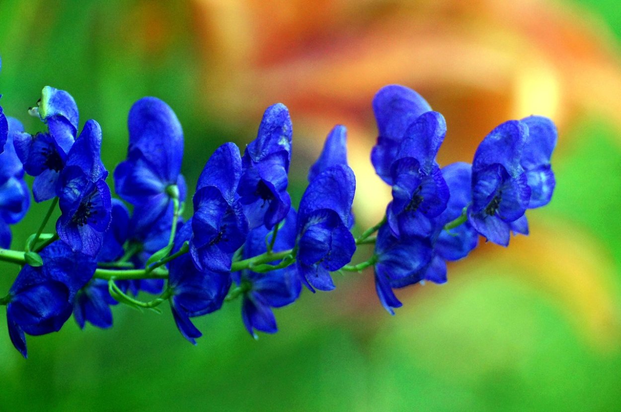 Аконит борец растение