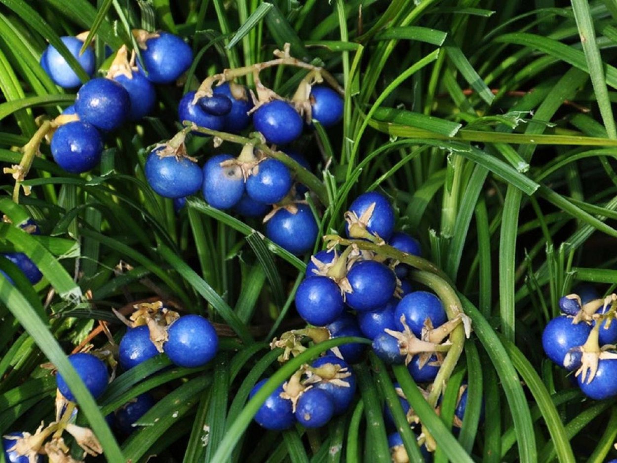 Аквилегия Blue Star