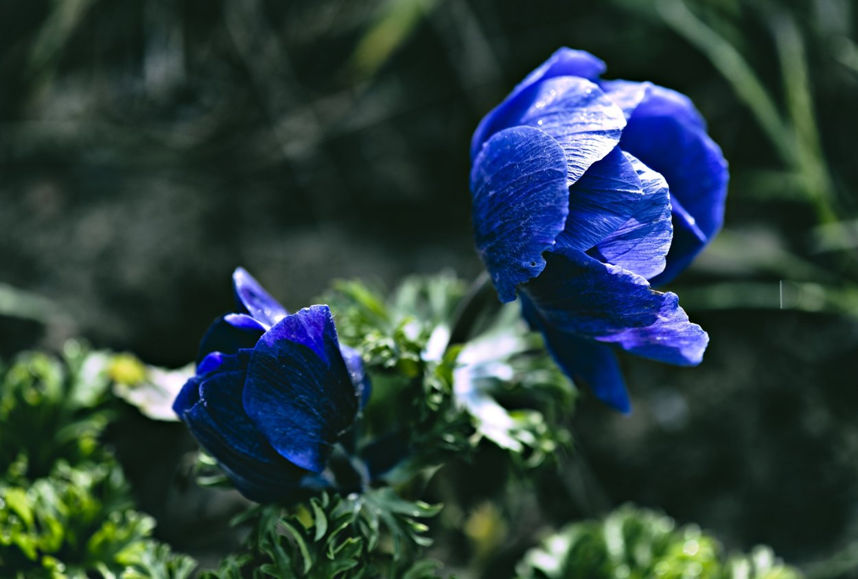 Цератостигма растение