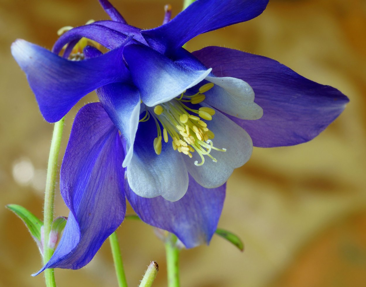 Ландышник Офиопогон