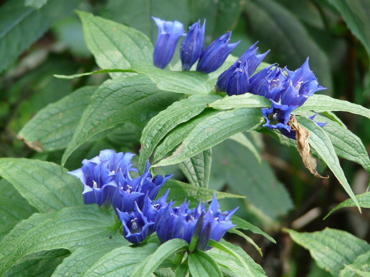 Живокость аптечная