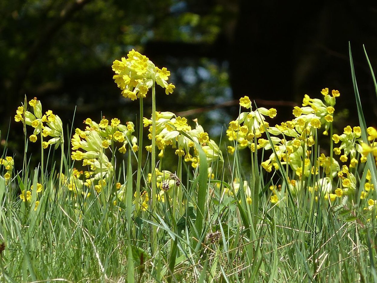 Желтые весенние полевые цветы