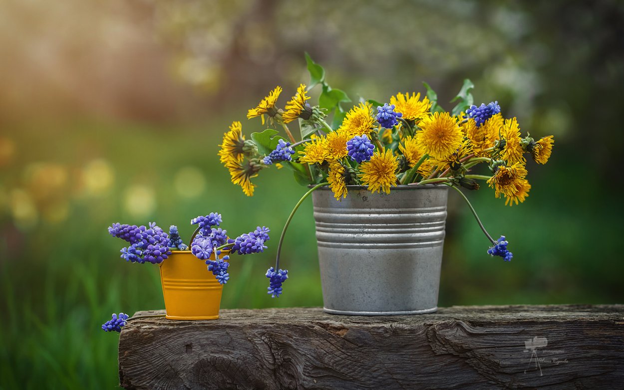 Полевые цветы в горшке