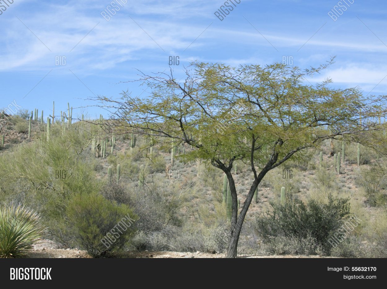 Мексика мескитовые деревья