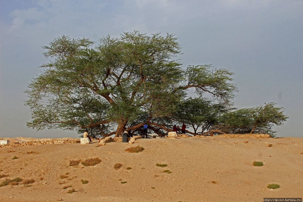 Мескитовое «дерево жизни»