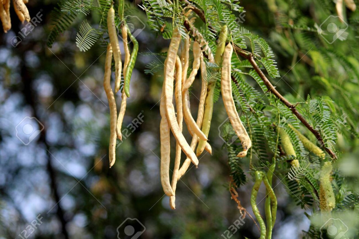 Мескитовое дерево