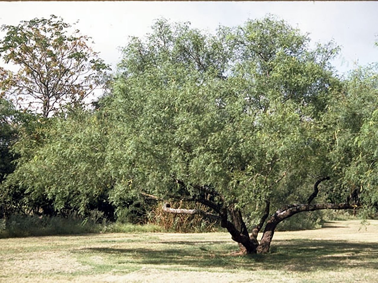Prosopis glandulosa