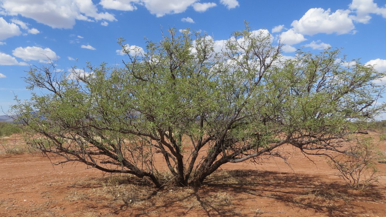 Мексика мескитовые деревья