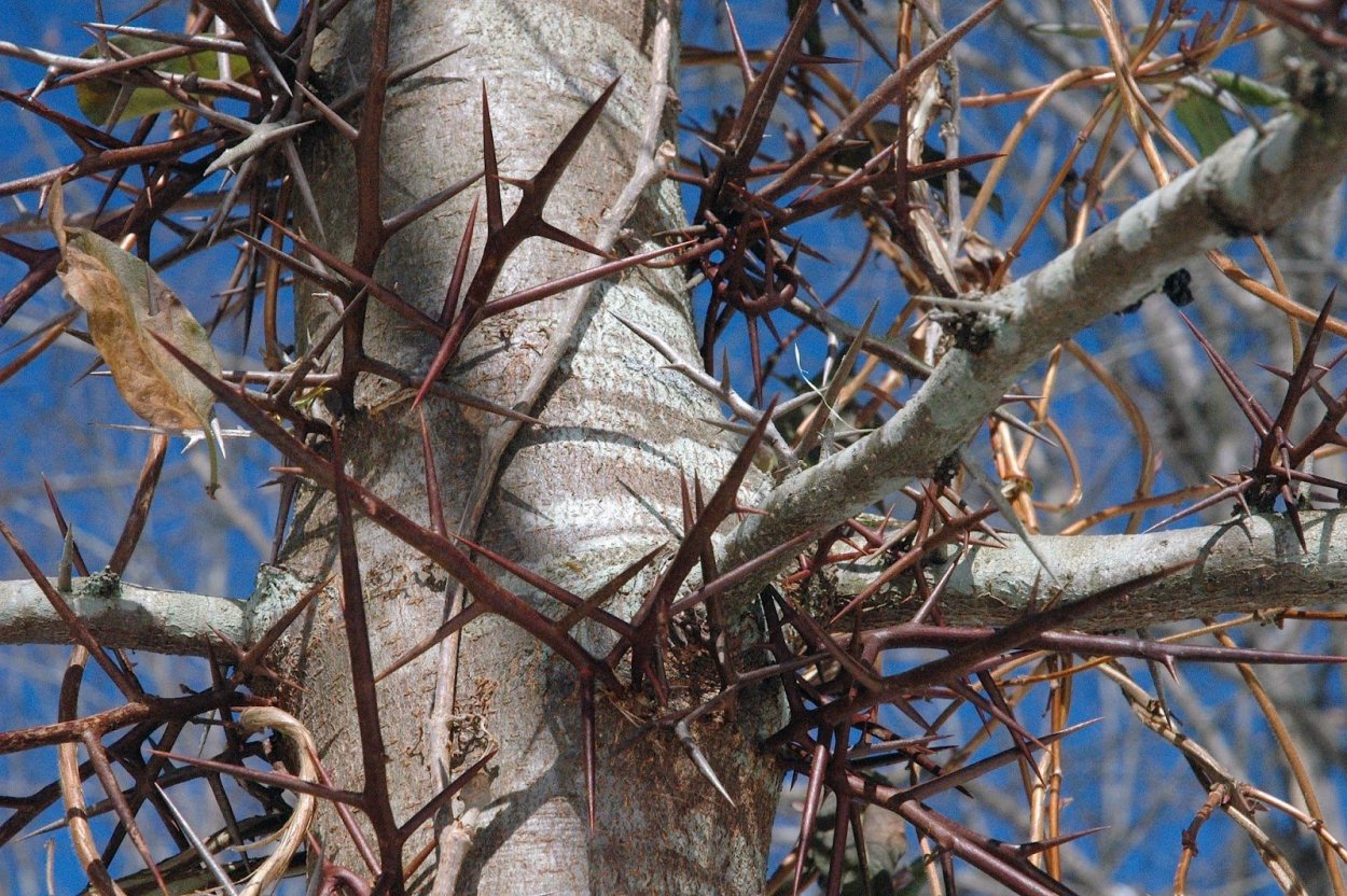 Гледичия колючая дерево
