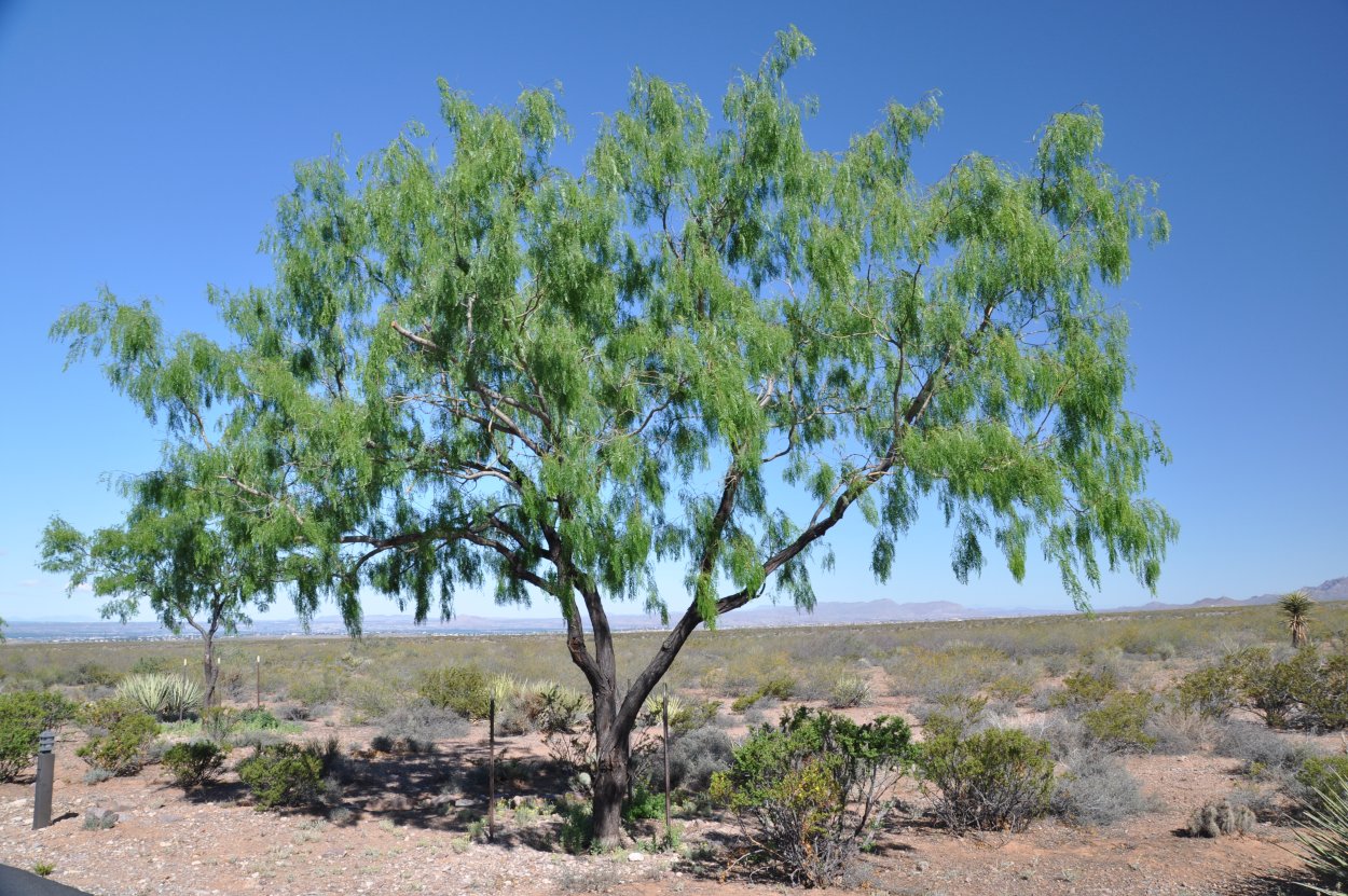 Кустарник Мескит Северная Америка
