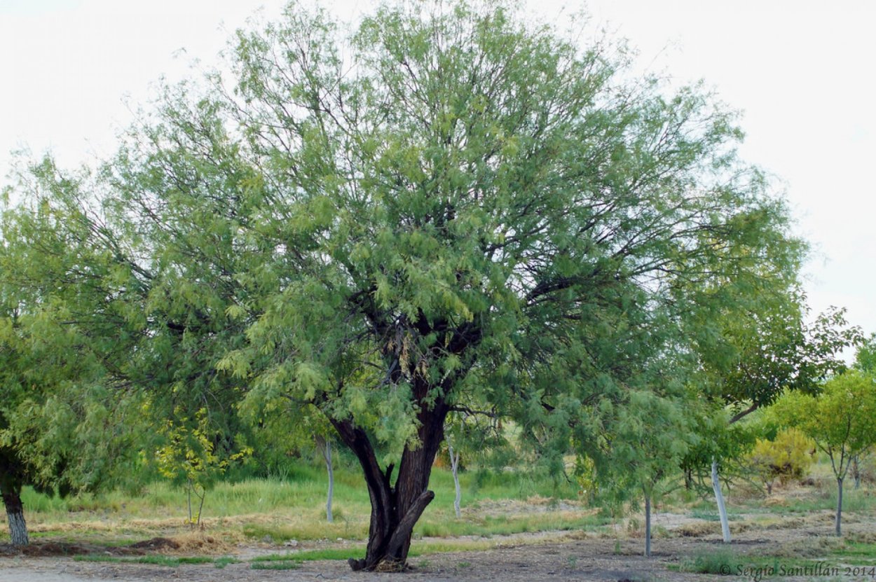 Мескит американский