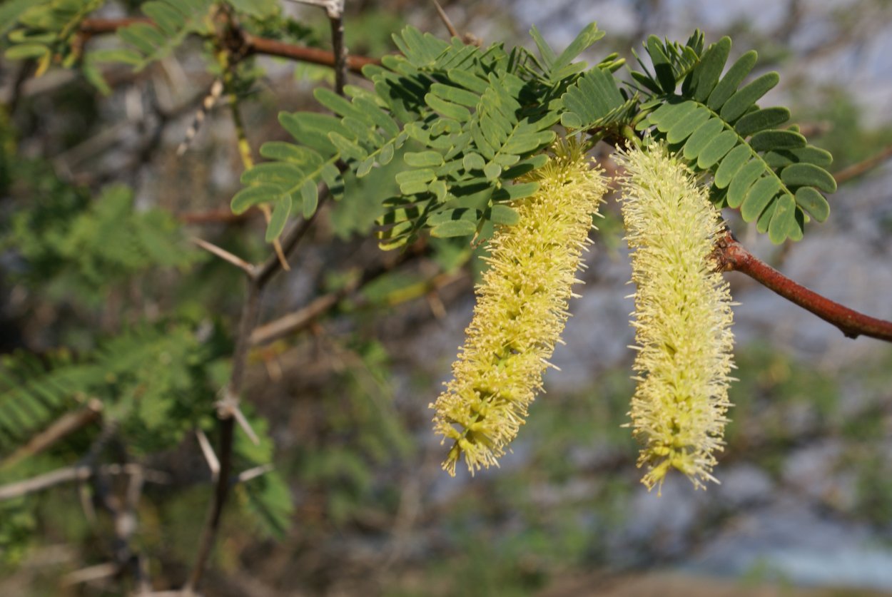 Prosopis juliflora растение