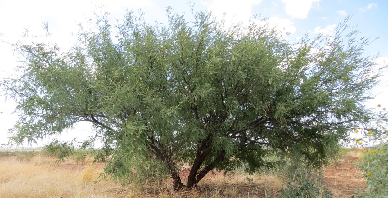 Белый Мескит