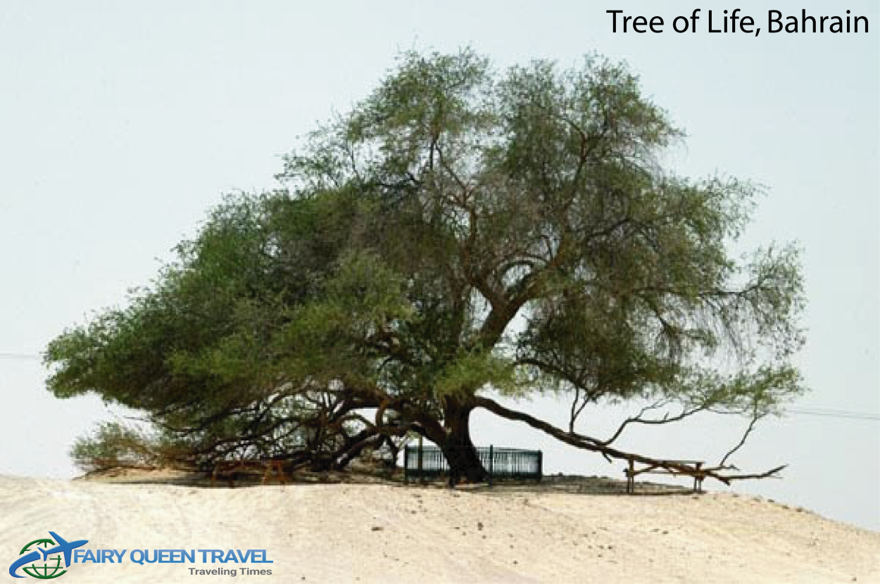 Дерево жизни в пустыне Бахрейна