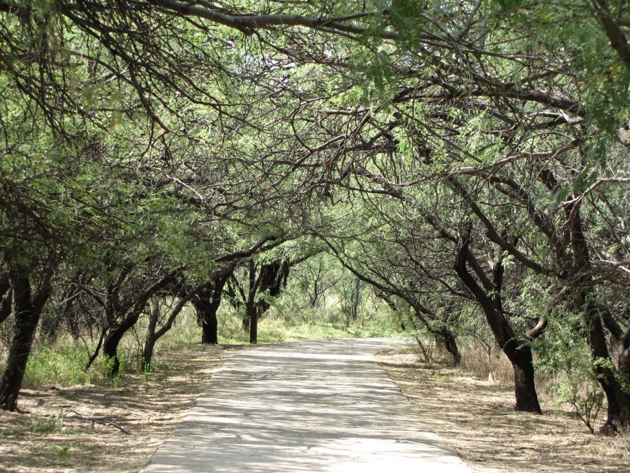 Мескит картинки