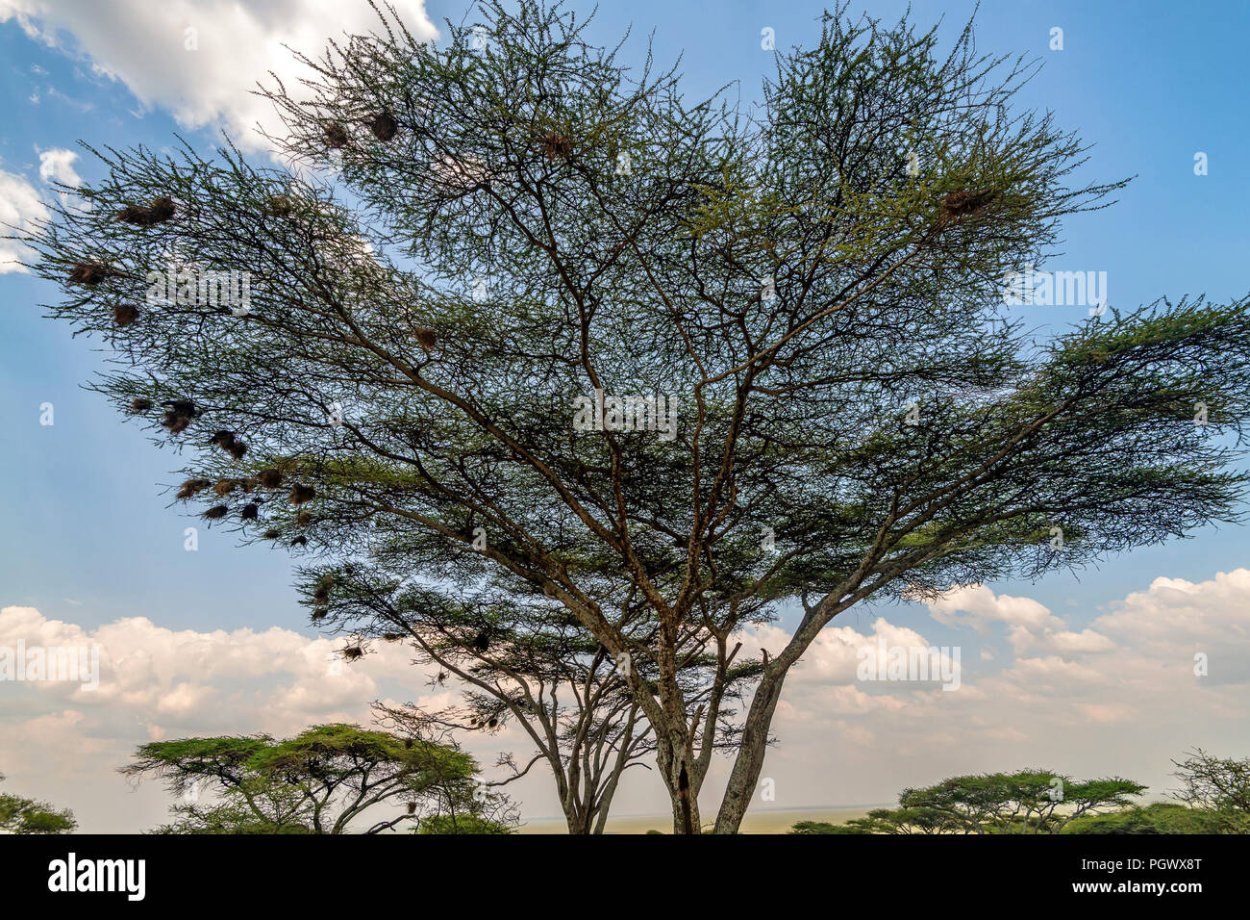 Колючки зонтичной акации