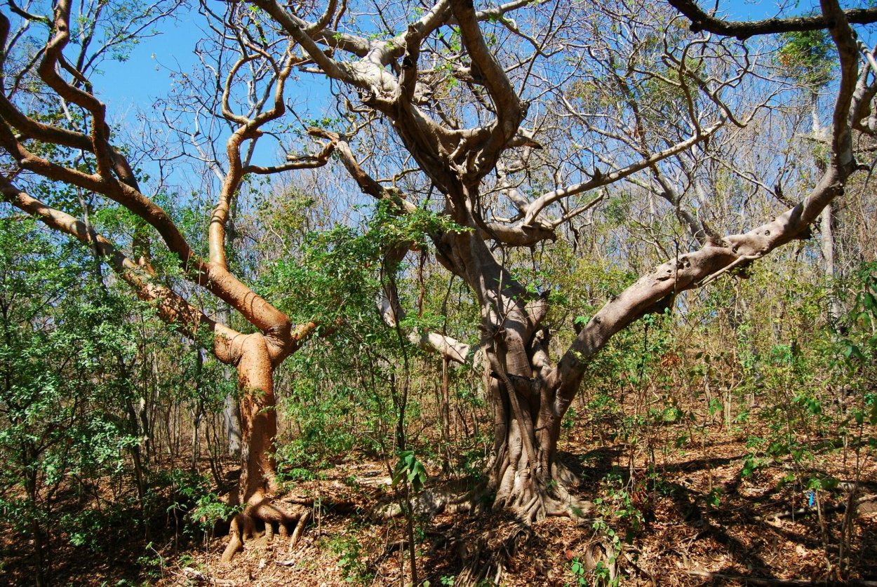 Сухие тропические листопадные леса Африки