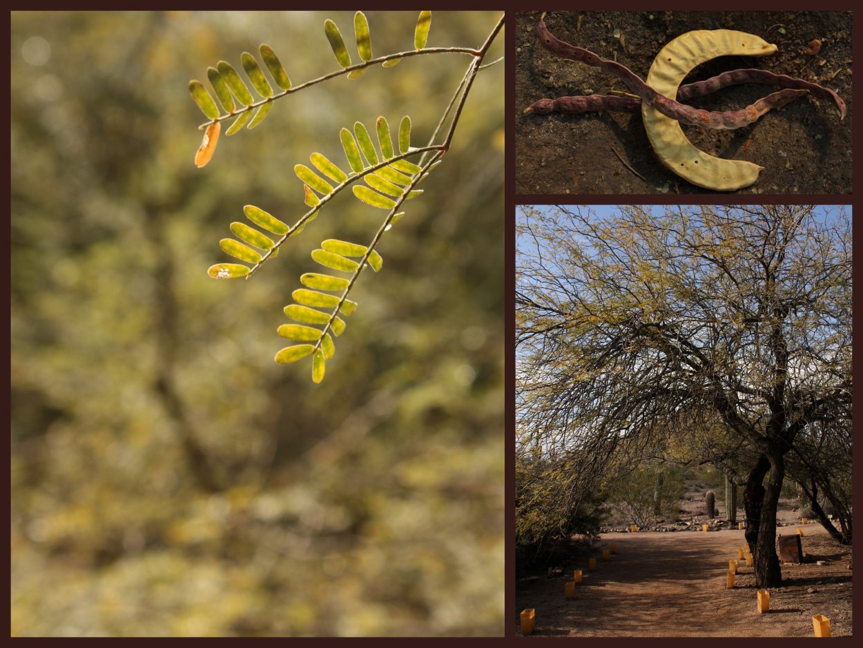 Мескит плоды