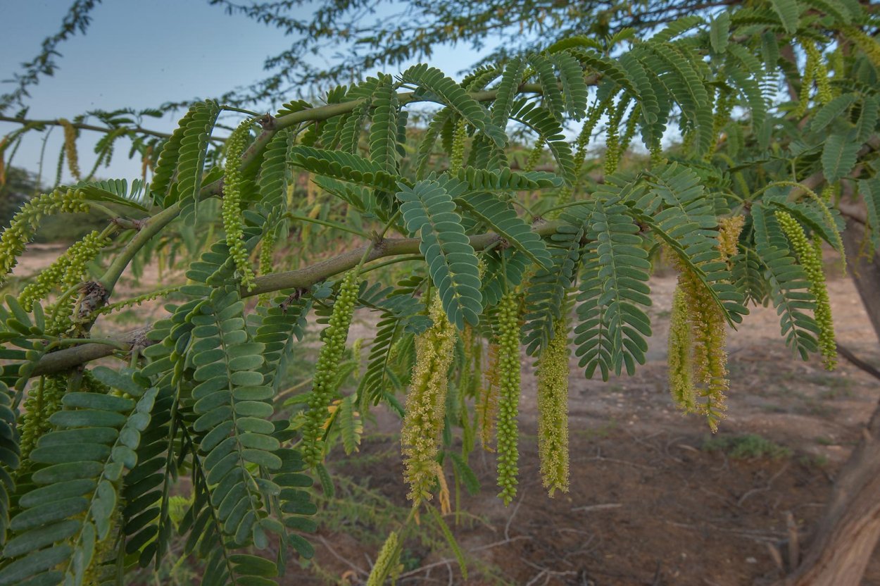 Альгарробо дерево в Южной Америке
