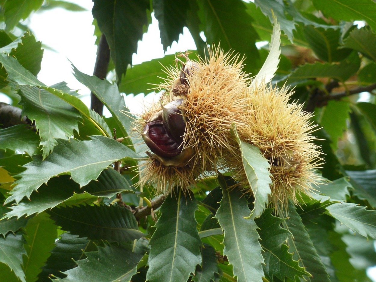 Castanea Sativa плод