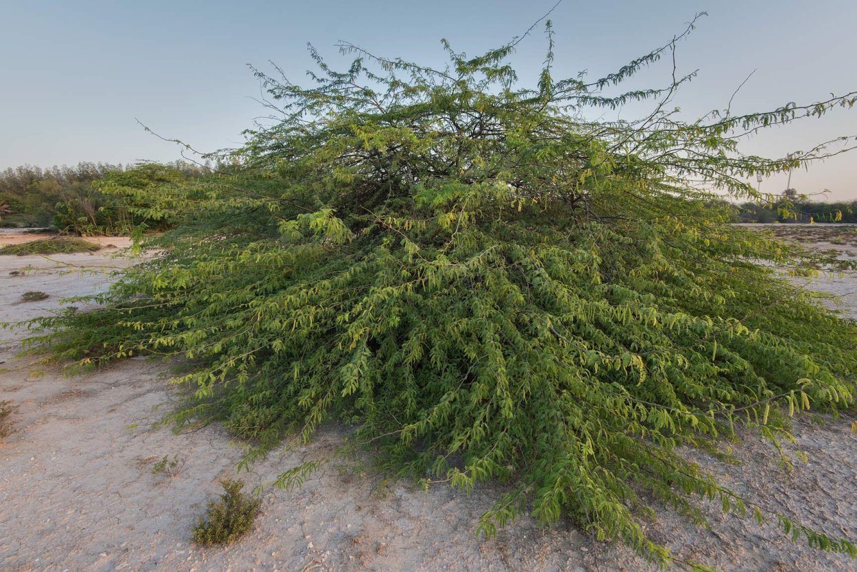 Прозопис чилийский