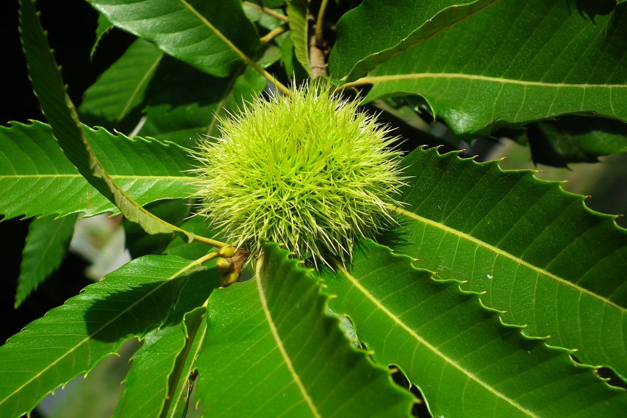 Каштан медонос