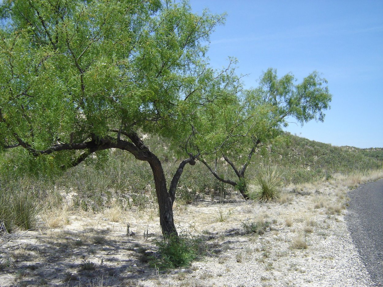 Mesquite Tree картинка