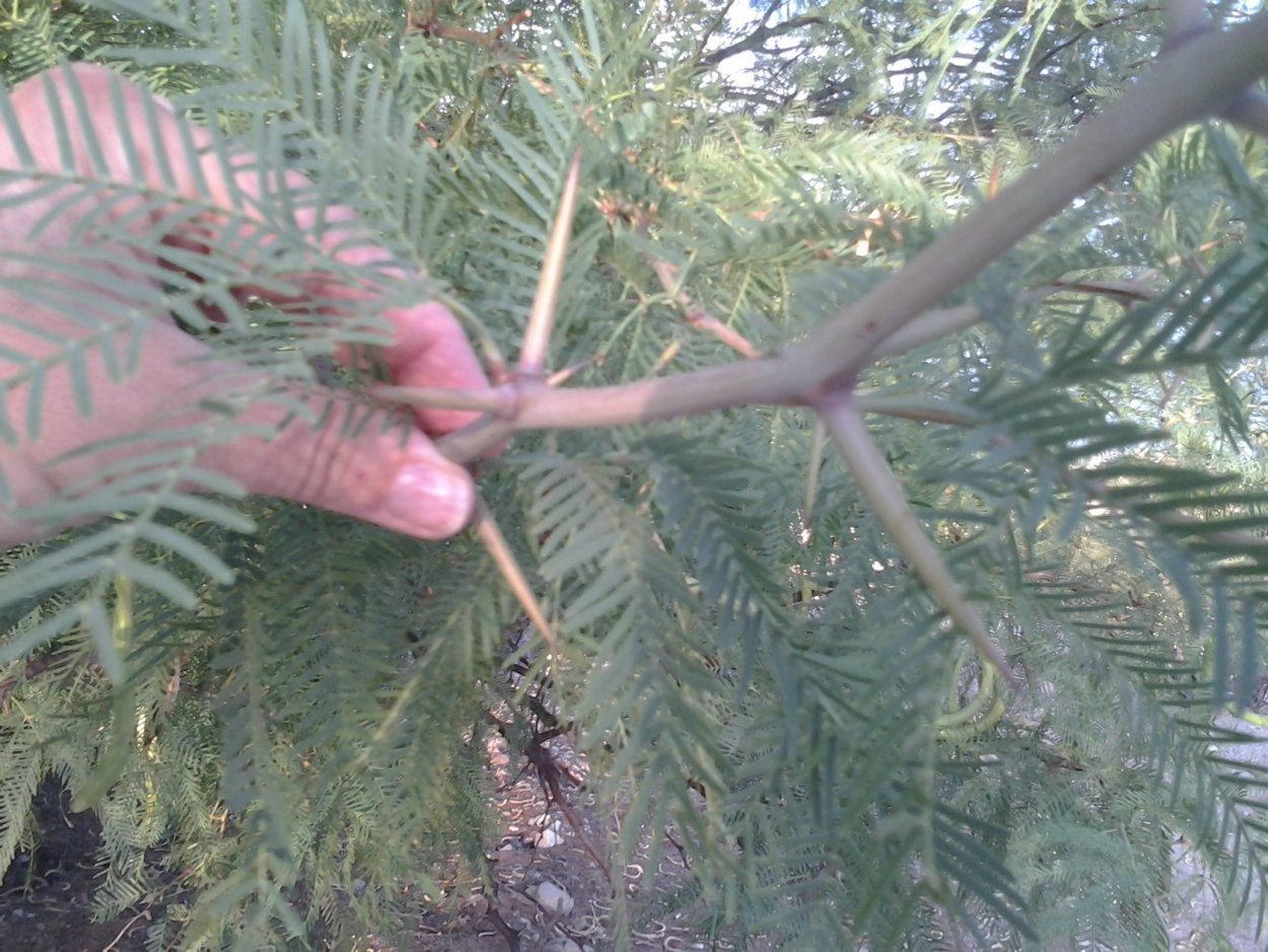 Мескит растение