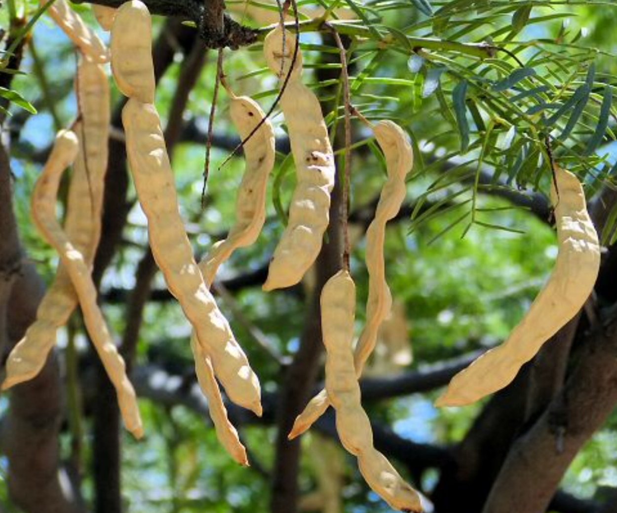 Mesquite Tree Seed pods