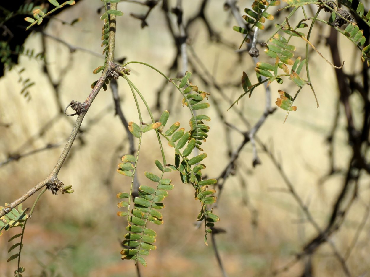 Саванна Лазо